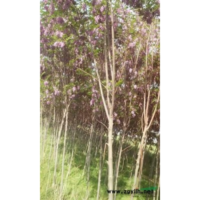 庆阳地区香花槐基地供应各种规格香花槐