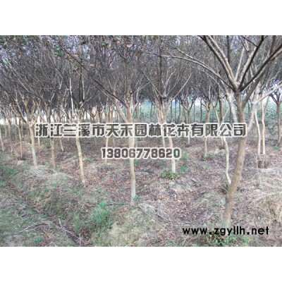 供花海旅游*选品种美国天鹅绒紫薇花海小苗200万棵