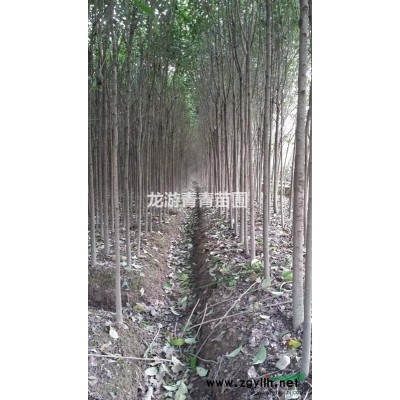 浙江苗农直供3公分大叶女贞（冬青树）