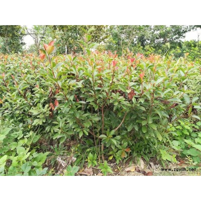 出售12至15公分香樟 石楠毛球篱笆苗