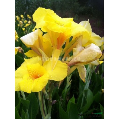 金镶玉，金镶玉6.8，金镶玉报价，