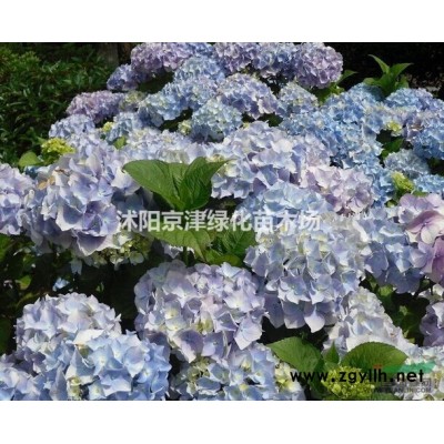 供应沭阳八仙花价格/绣球花价格/