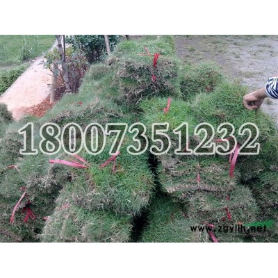 广东毛杜鹃高度 广东毛杜鹃价格  广东毛杜鹃移栽苗