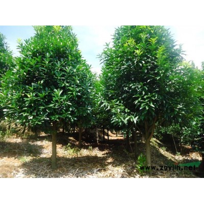 江苏红花继木球