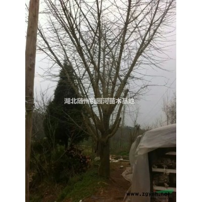 红果冬青移栽苗/湖北移栽红果冬青基地/湖北红果冬青树苗