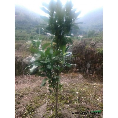 地径90公分罗汉松