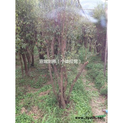 500颗映山红出售