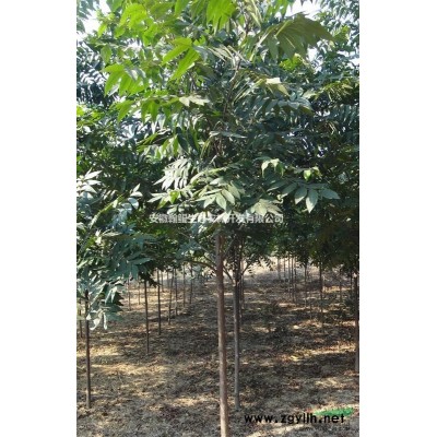 美国薄壳山核桃实生苗