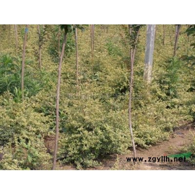 金森女贞，金森女贞盆苗，金森女贞小苗价格