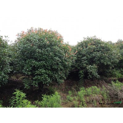 浙江金华出售红叶石楠球，H200-300CM