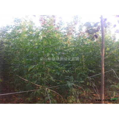 山东地区出售国槐.白蜡.法桐.皂角