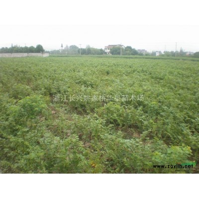 出售浙江湖州榉树 低价浙江榉树供应 批发浙江榉树价格低廉