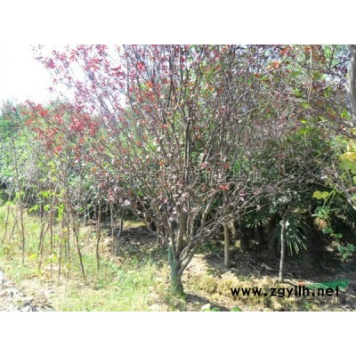 紫薇桩图片\紫薇桩报价