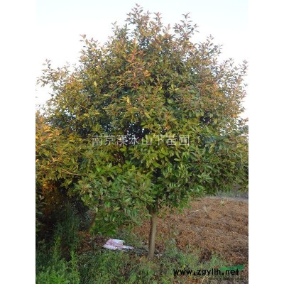 供应栾树