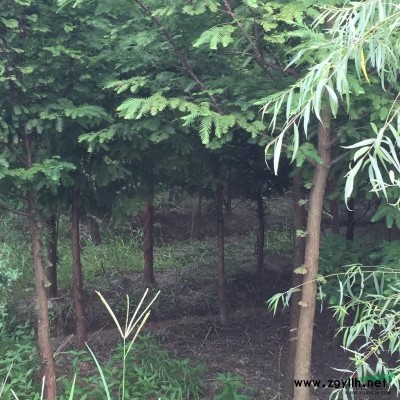 求购香樟7公分