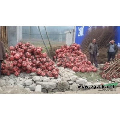 紫薇图片\紫薇报价