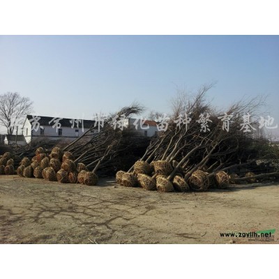 常州高杆红叶石楠，红叶石楠生长习性