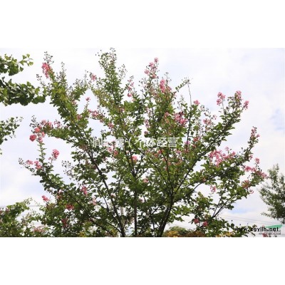 国槐雪松榕树等52类苗木，价格*对*