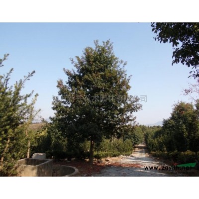 龙柏行情报价\龙柏图片展示