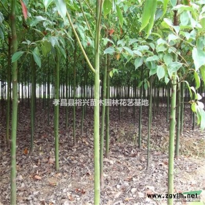 湖北孝昌大量批发原生3公分香樟香 樟木树 园林绿化 香樟苗木