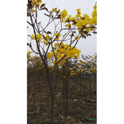 黄花风铃木、、红花风铃木、日本大福木棉