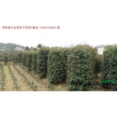 浙江萧山新街供应海桐球