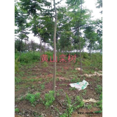 黄山栾树报价/安徽黄山栾树报价