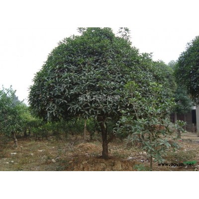 红叶石楠 红叶石楠*新报价 红叶石楠基地