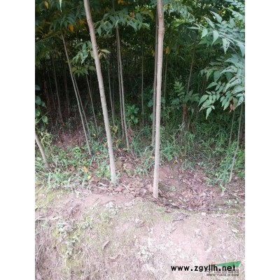 供应桤木树种，水冬瓜