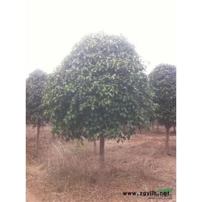 供应直径8-20公分桂花树苗