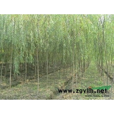 蜀桧-瓜子黄杨-小龙柏-直升龙柏-红叶小檗-金叶女贞-红瑞木