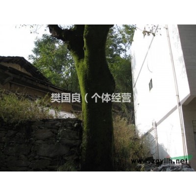 大型青檀树(3棵100公分左右)