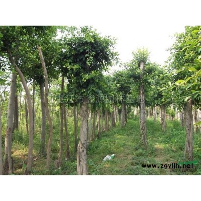 广东鸭脚树*新报价/鸭脚树图片