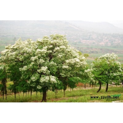 月季行情报价\月季图片展示