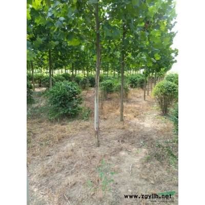 供应小规格的速生白蜡