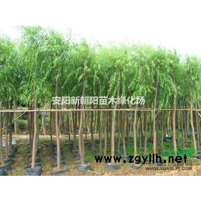 青垂金丝垂黄垂