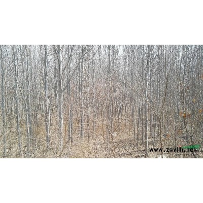 沈阳地区供应4一14公分速生杨树