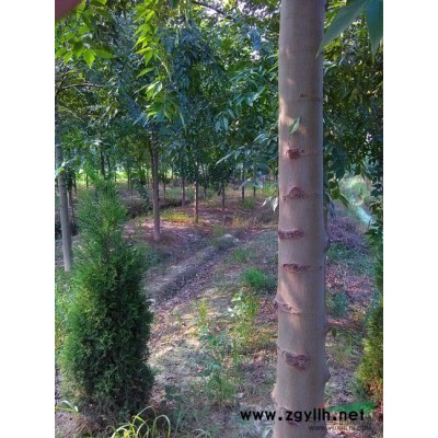 少量10公分朴树，4公分香泡需要出售