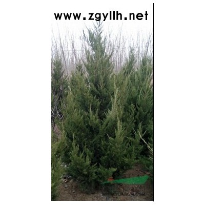 供应2米-2.5米龙柏