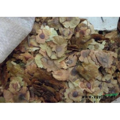 两年生枫香苗报价/江西两年生枫香苗报价