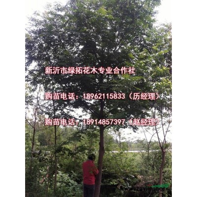 15公分香樟 全冠一*苗 上车价：530