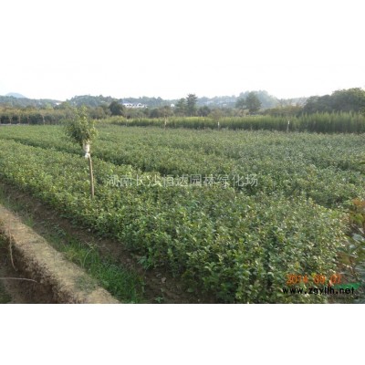 长沙县跳马乡长年供应百万红露珍茶花高杆小苗