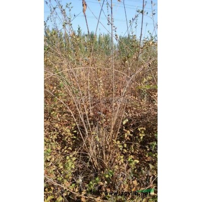 法桐行情报价\法桐图片展示