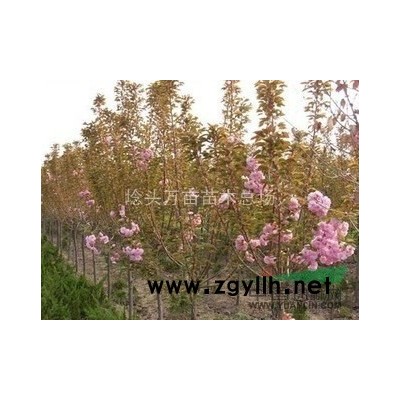 食用玫瑰生产基地品质更有保证量大从优