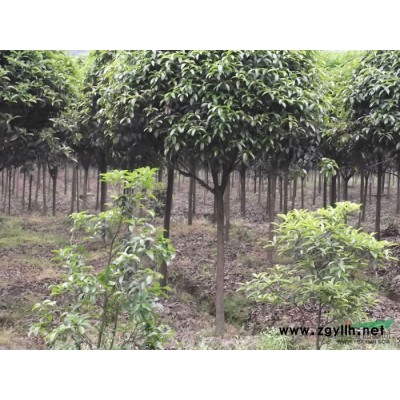 雅安桂花树 八月桂 普桂 四季 4至9公分桂花树