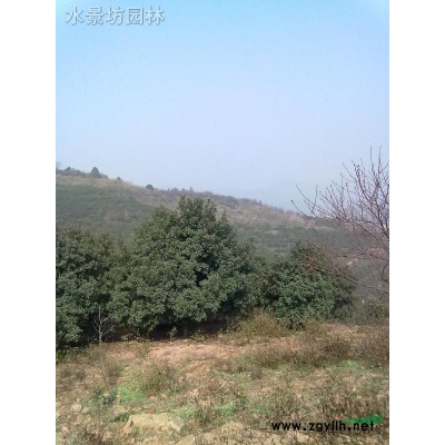 大量供应10-40公分杨梅，香樟