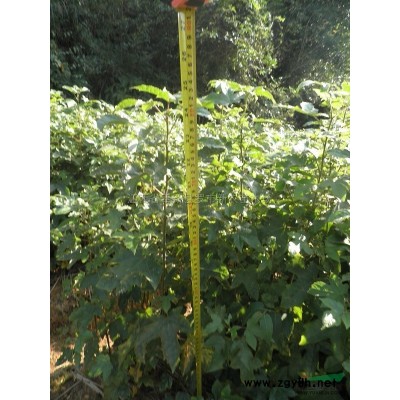 供应桂花芽苗