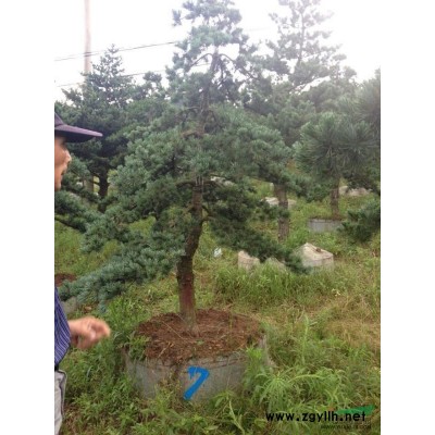 1一25以内的红枫