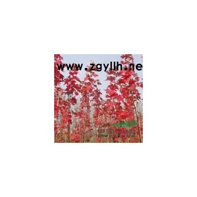 雪松苗木厂家大量批发