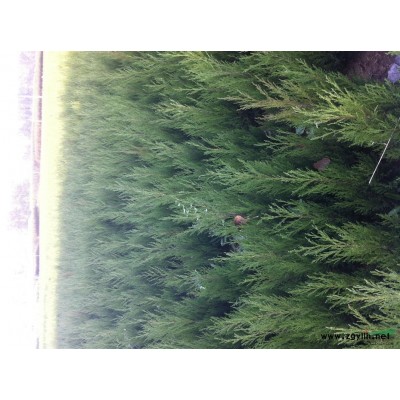 供应绿化小苗、扦插小苗、籽播小苗量大优惠